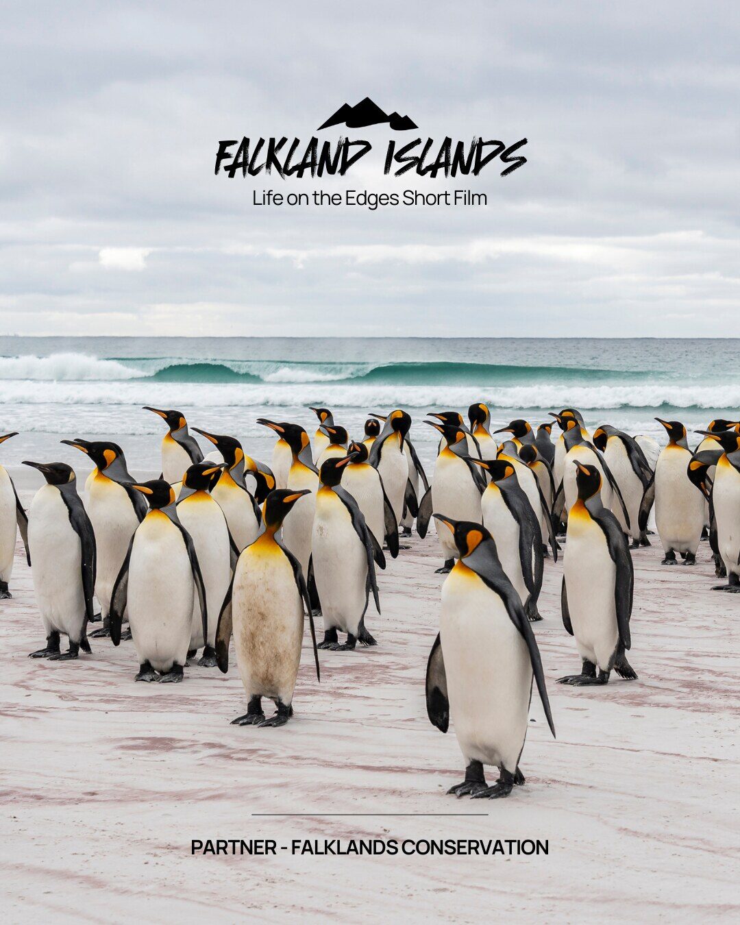Falkland Islands - Life on the Edges Short Film - Partner: Falklands Conservation