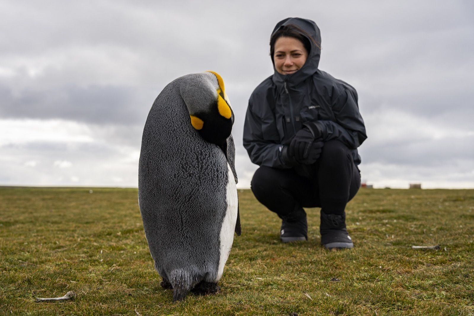 Field conservation work in the Falkland Islands