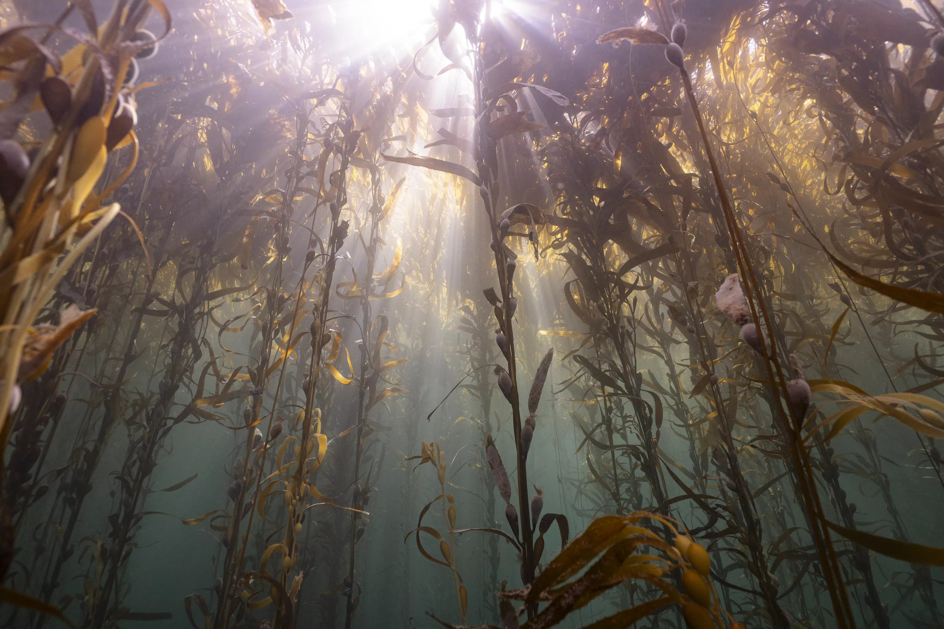 Underwater kelp forest with golden sunlight filtering through, Peninsula Mitre